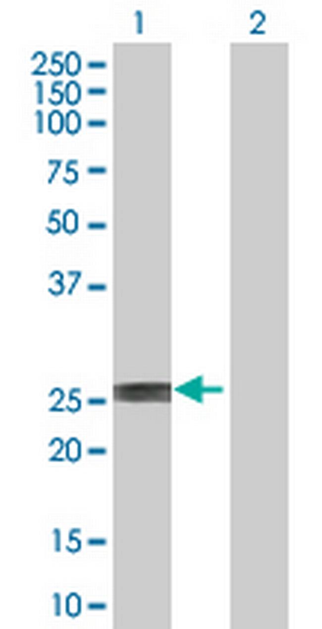RERG Antibody in Western Blot (WB)