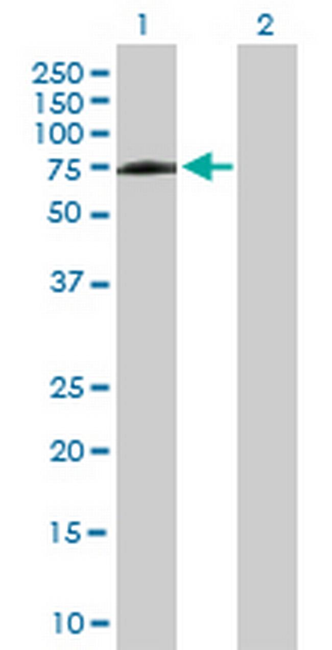 PPIL4 Antibody in Western Blot (WB)