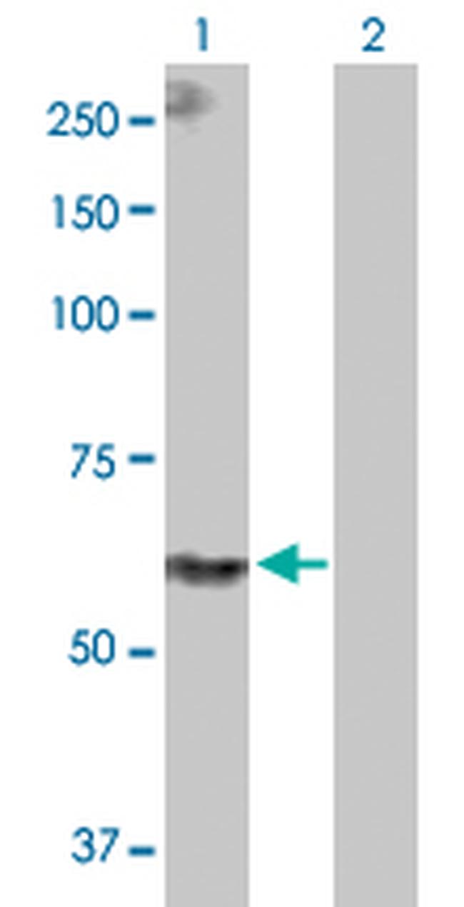 PPIL4 Antibody in Western Blot (WB)