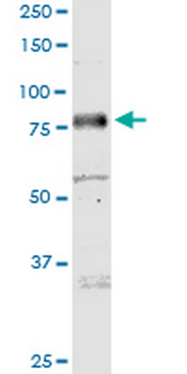 MICAL-L1 Antibody in Western Blot (WB)