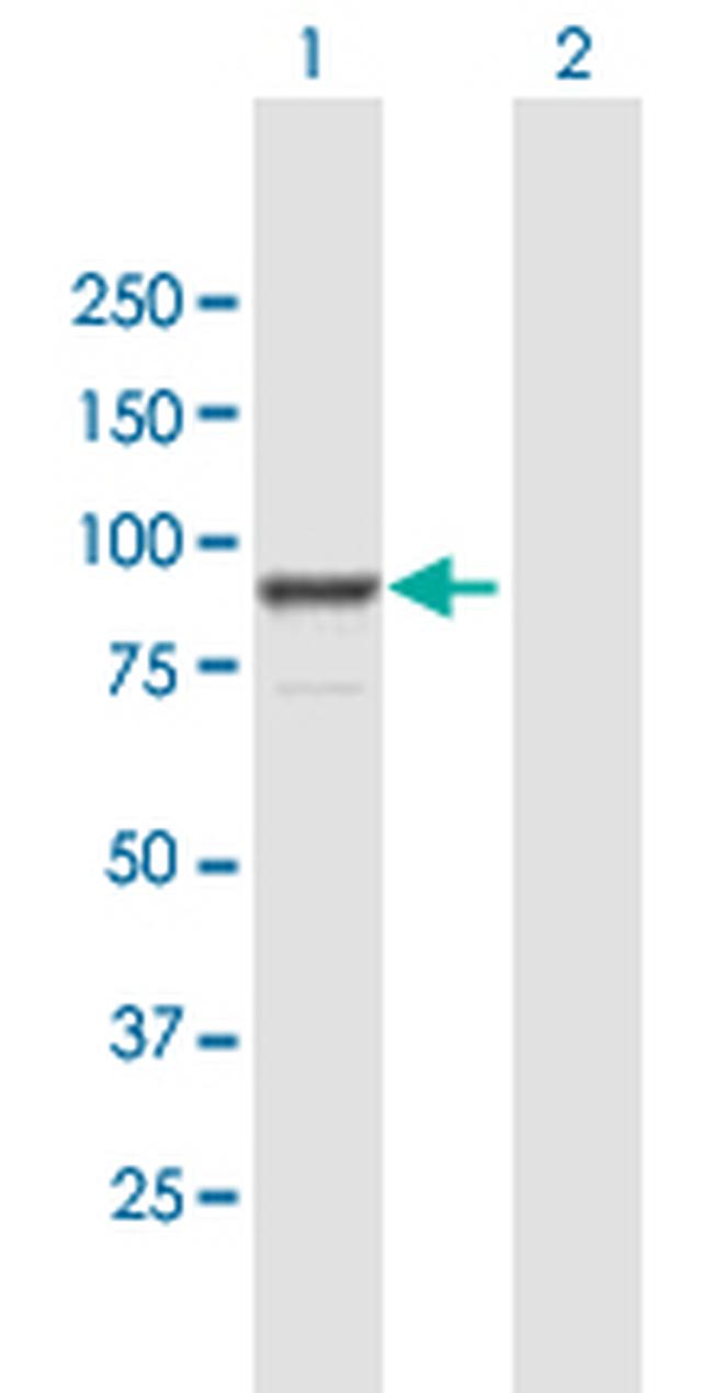 FGD3 Antibody in Western Blot (WB)