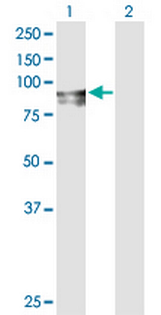 FGD3 Antibody in Western Blot (WB)