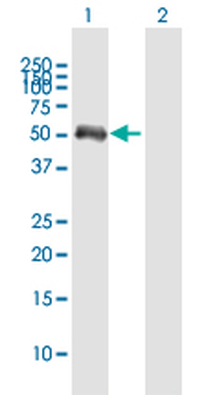 FCHSD1 Antibody in Western Blot (WB)