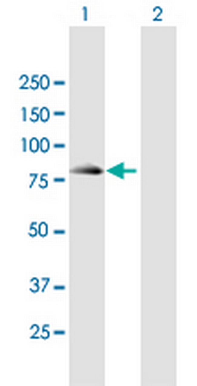 SEC16B Antibody in Western Blot (WB)