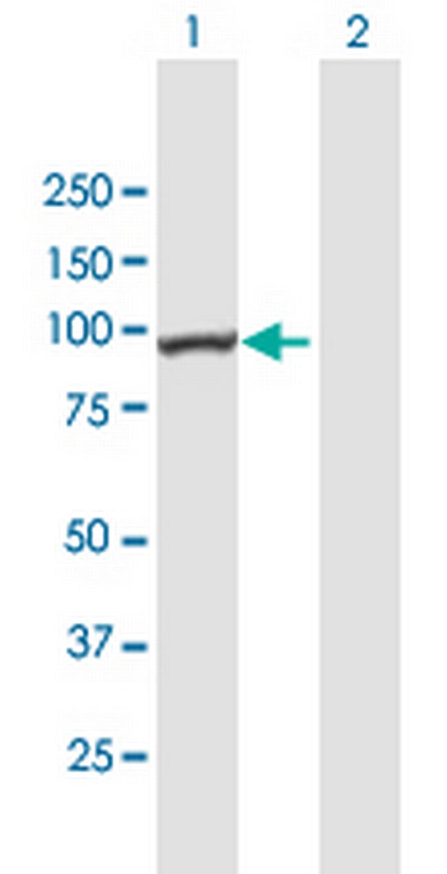 C3orf15 Antibody in Western Blot (WB)