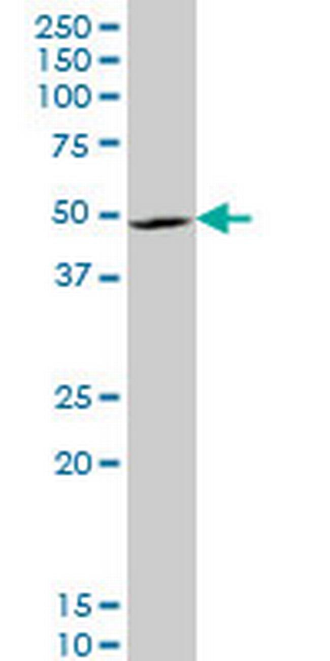 LHX4 Antibody in Western Blot (WB)