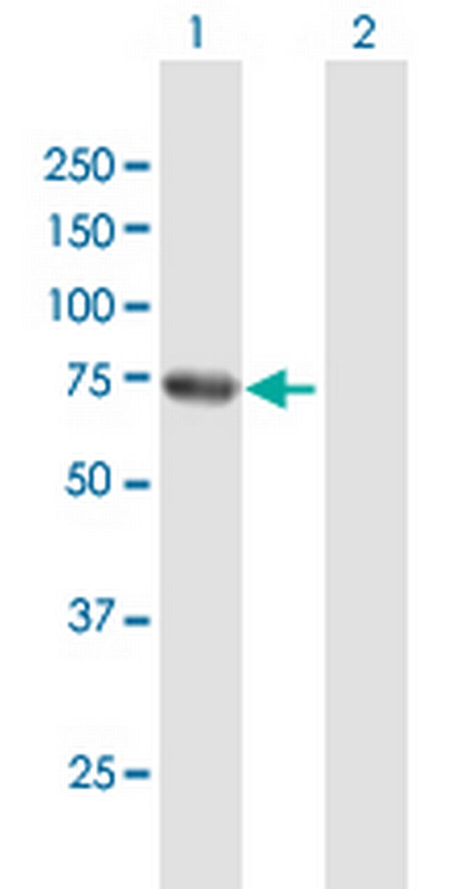 RHOT2 Antibody in Western Blot (WB)