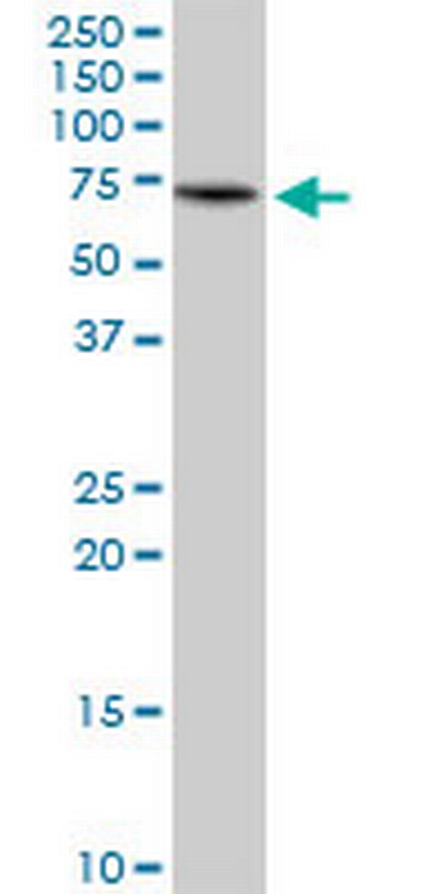 KLC4 Antibody in Western Blot (WB)