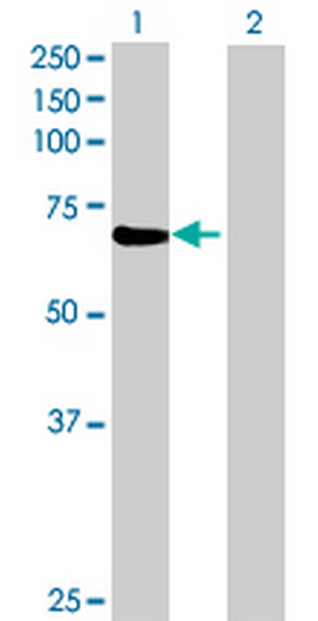 KIAA1972 Antibody in Western Blot (WB)
