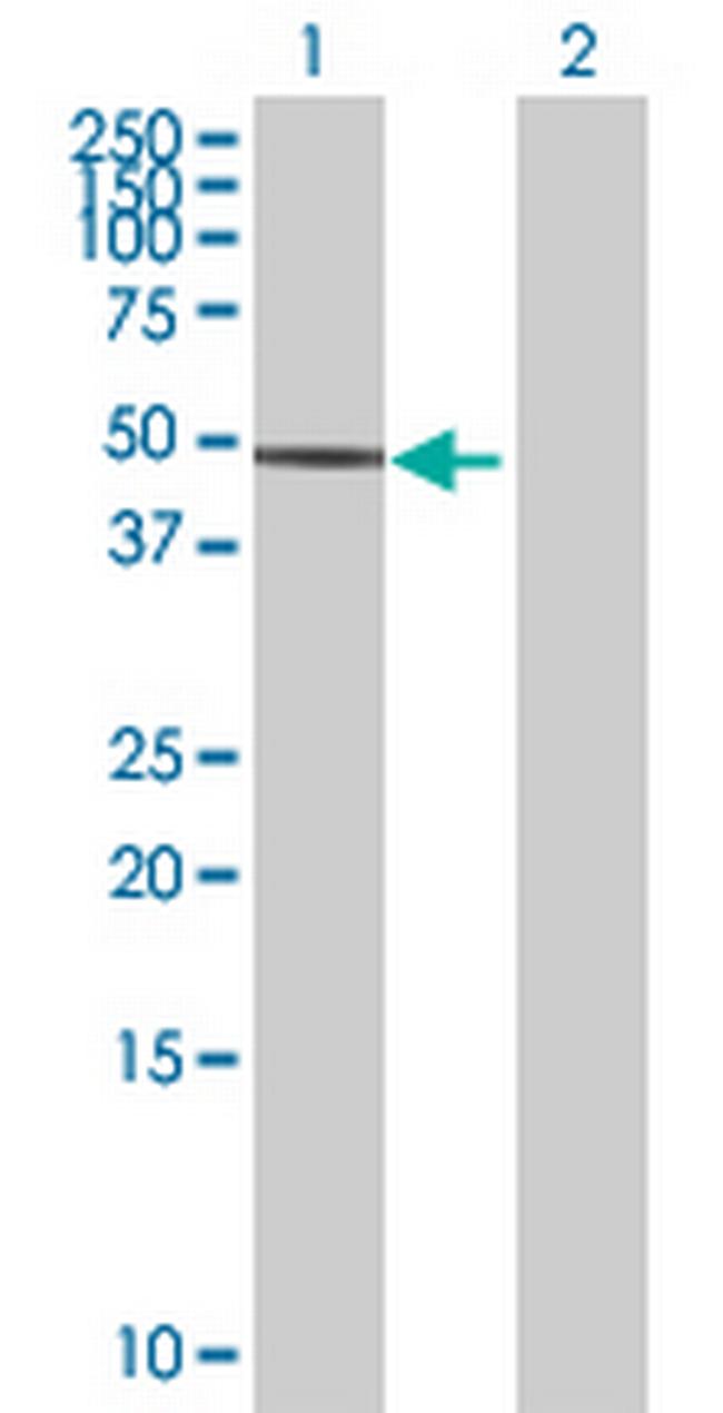 LOC90321 Antibody in Western Blot (WB)