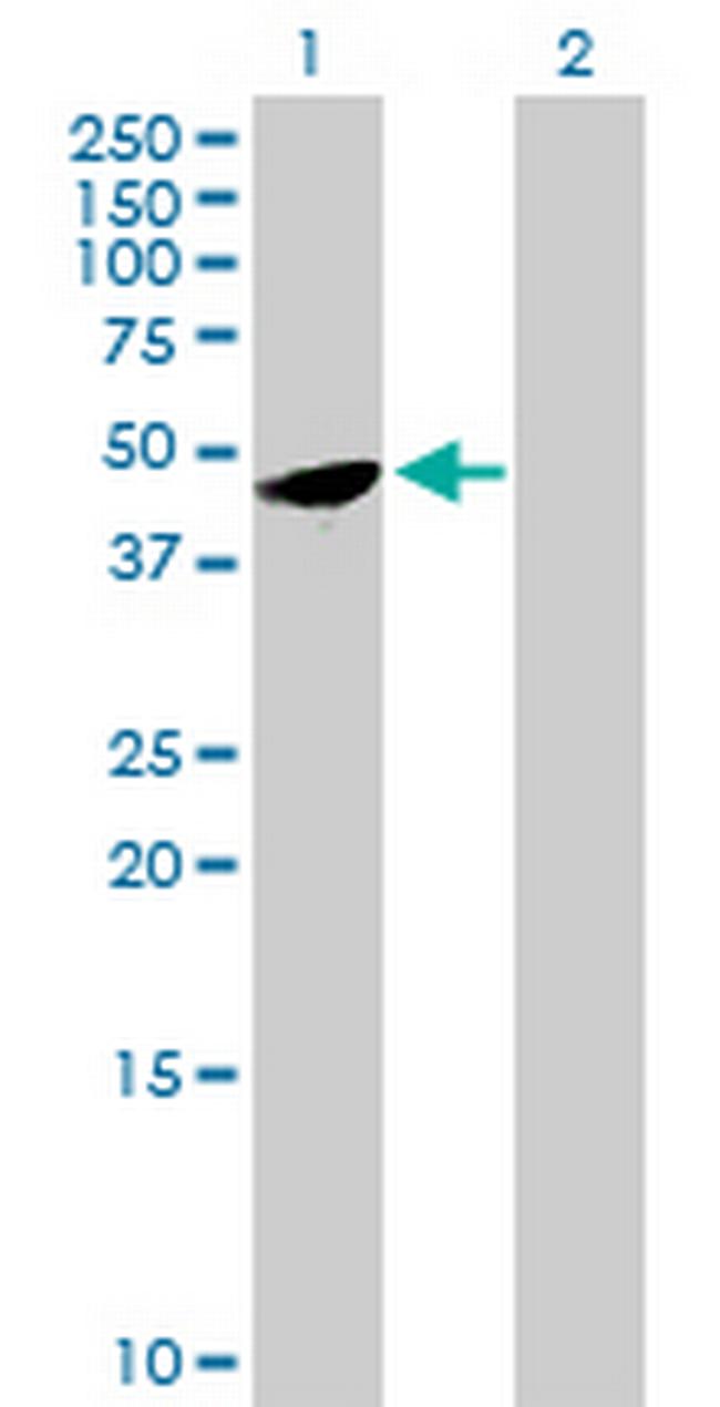 FAM110B Antibody in Western Blot (WB)
