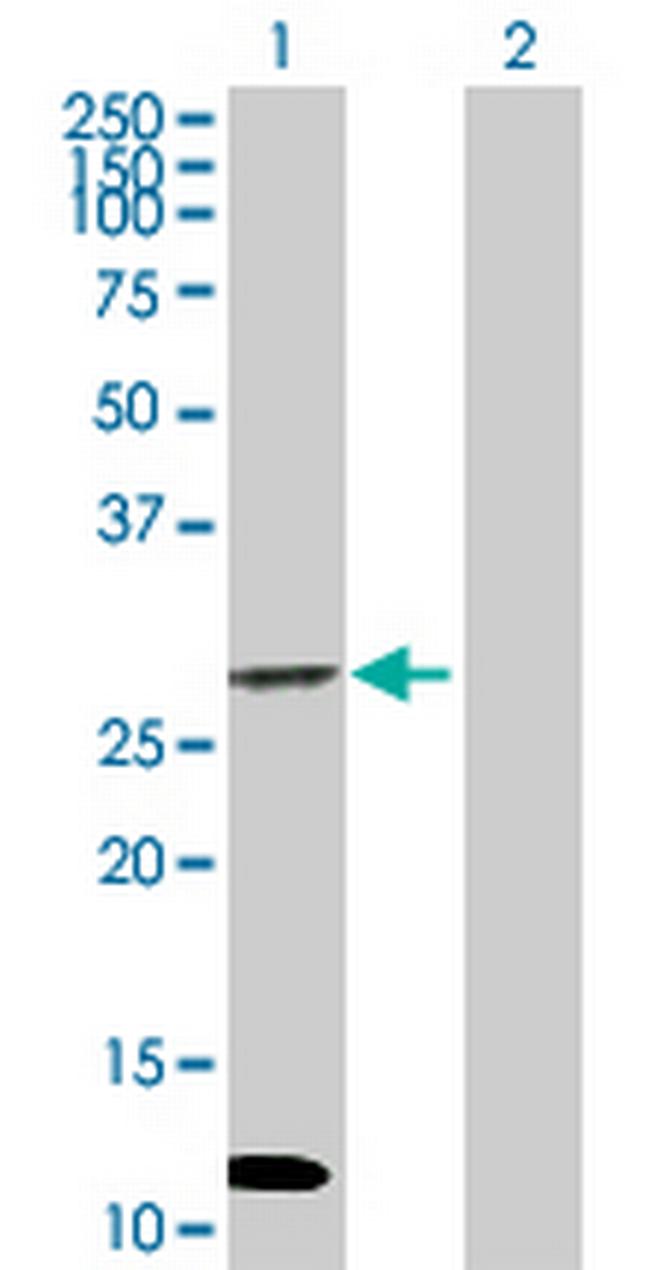 NIP Antibody in Western Blot (WB)