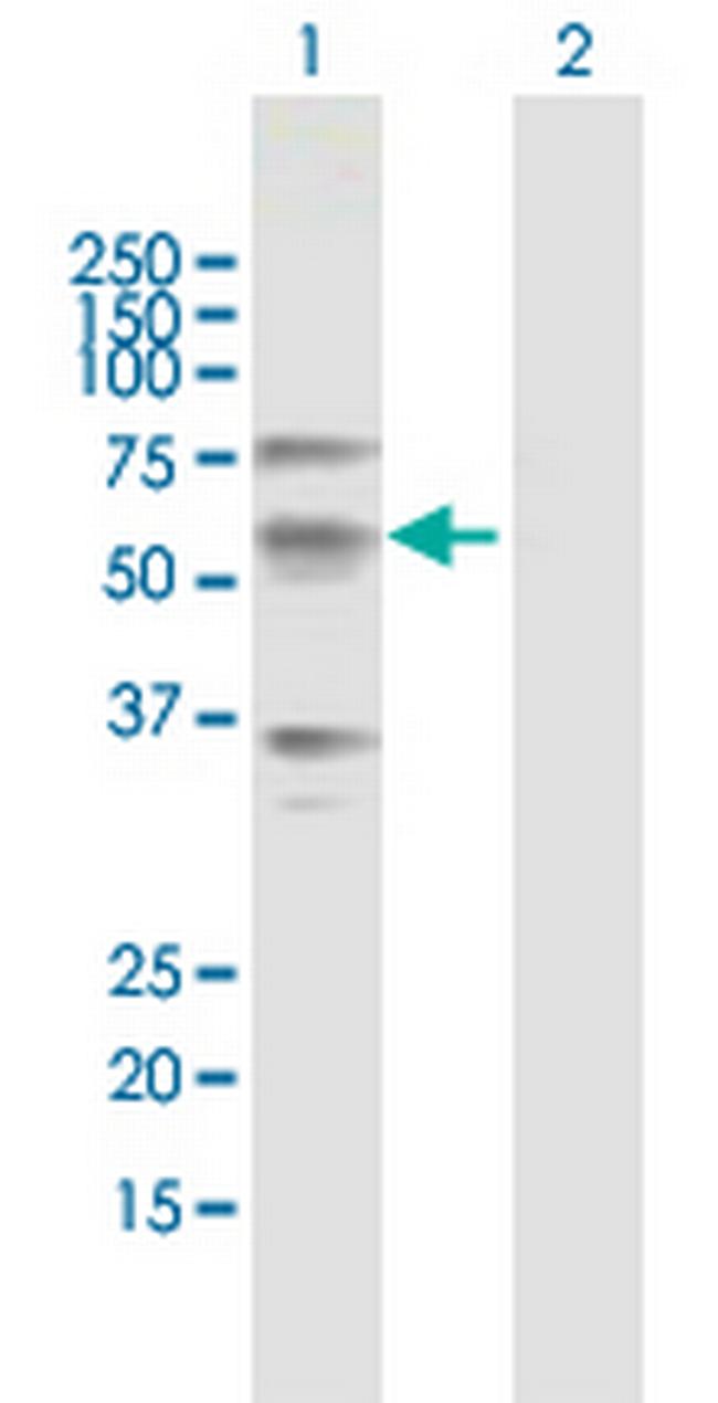 CREB3L1 Antibody in Western Blot (WB)