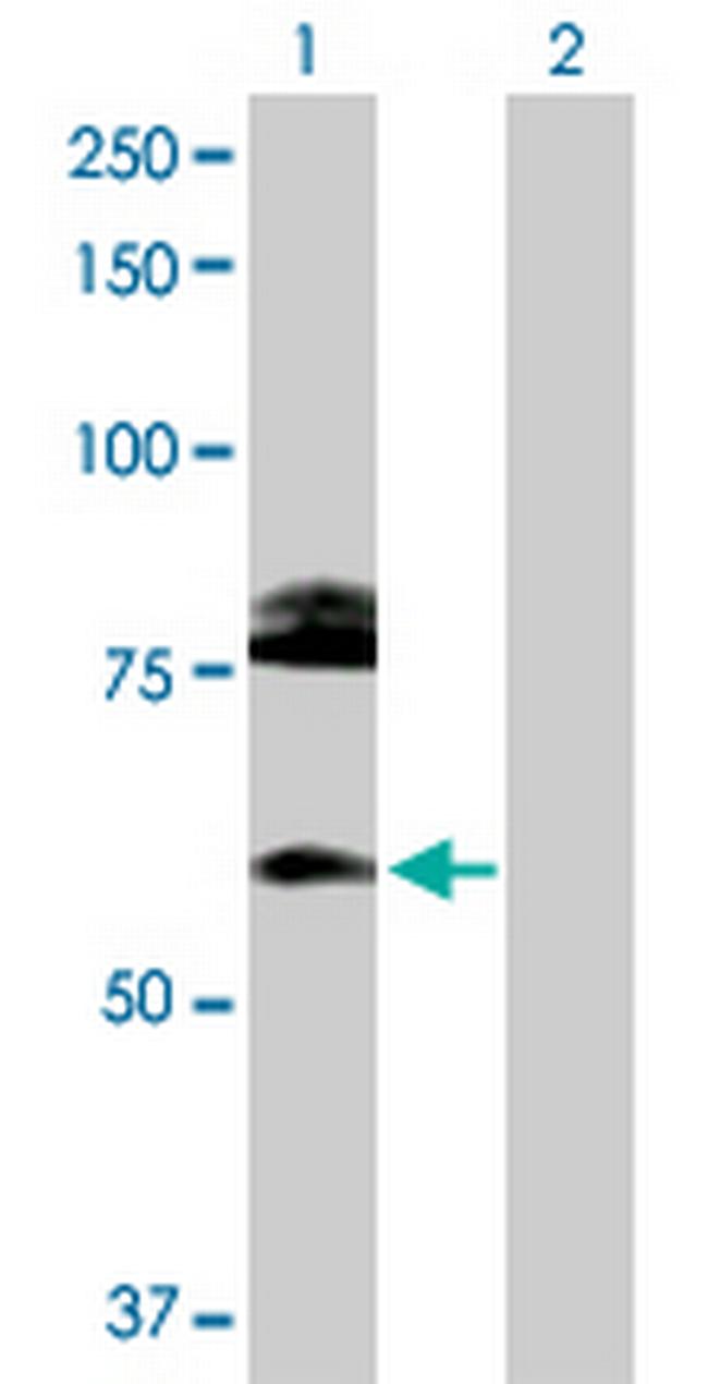 CREB3L1 Antibody in Western Blot (WB)