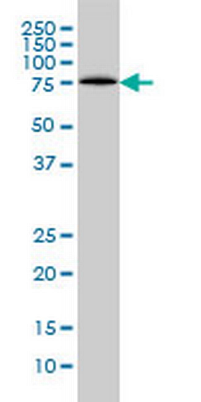 FLJ23749 Antibody in Western Blot (WB)