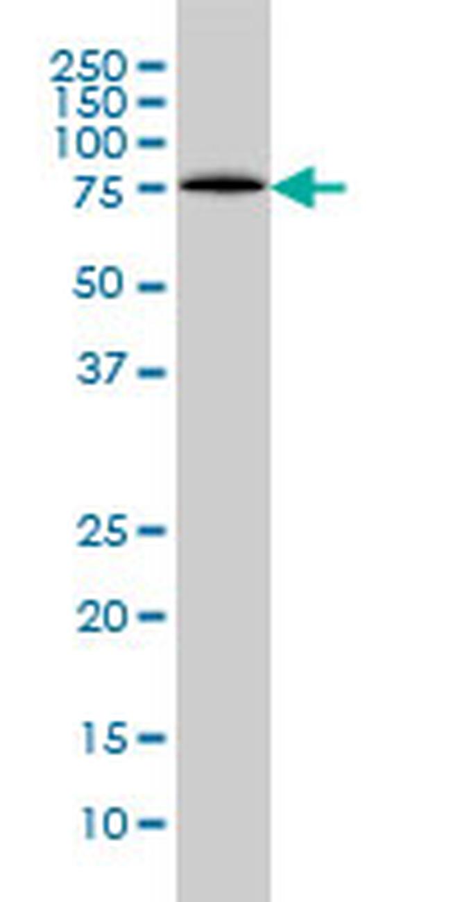 LONRF1 Antibody in Western Blot (WB)