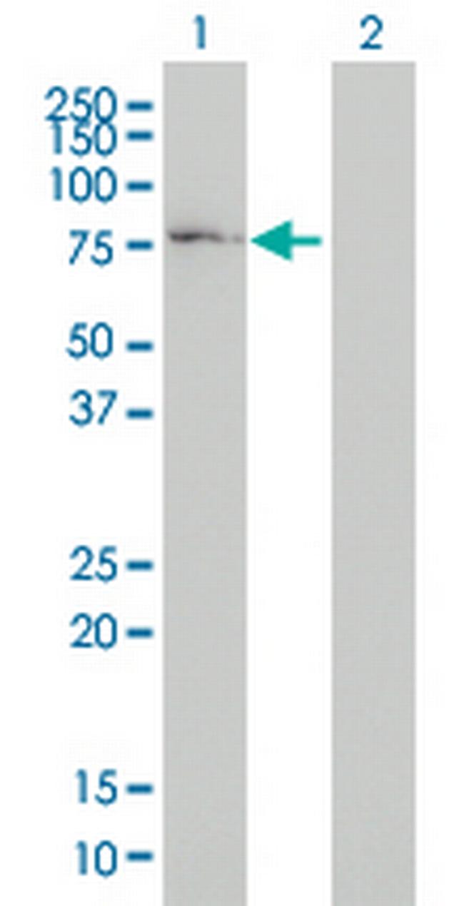 COG7 Antibody in Western Blot (WB)