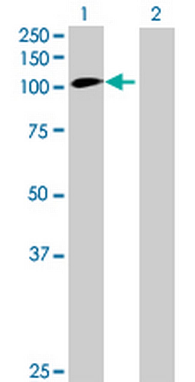 INT4 Antibody in Western Blot (WB)