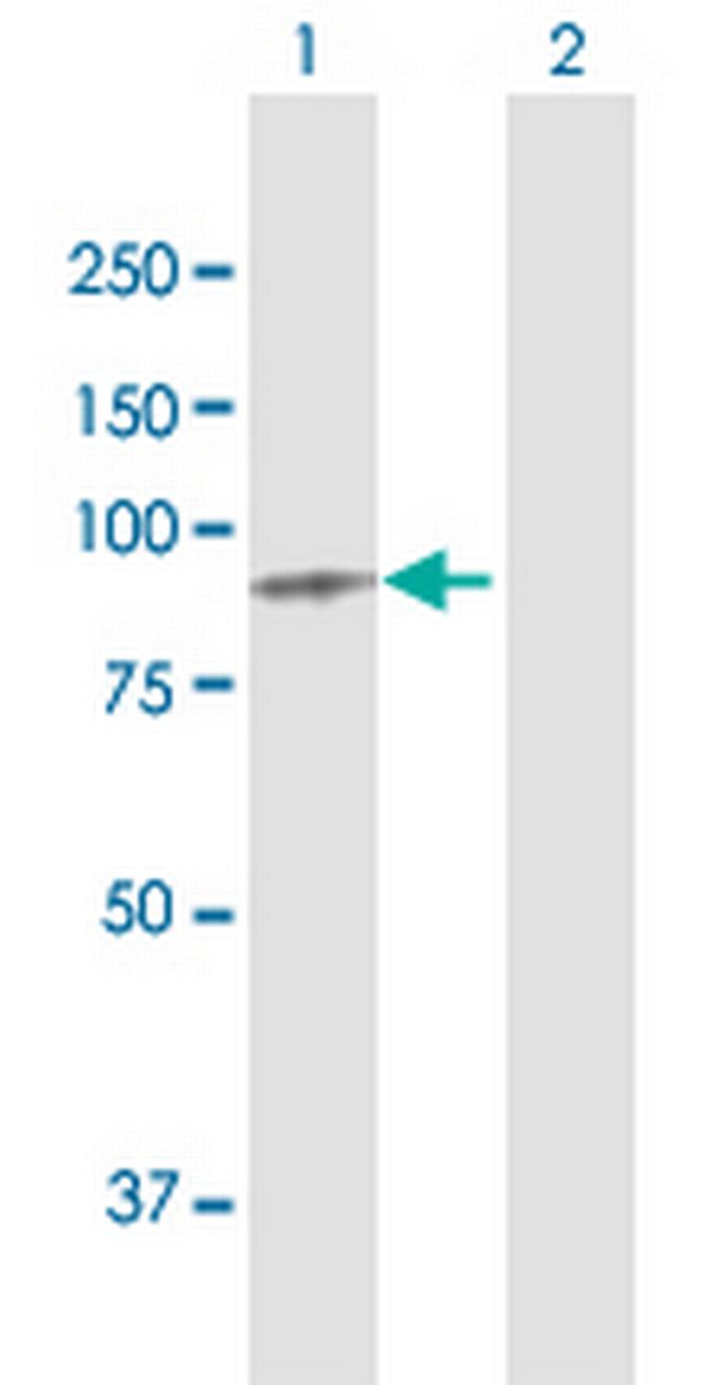 MTDH Antibody in Western Blot (WB)