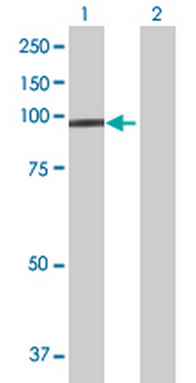 PCDH21 Antibody in Western Blot (WB)