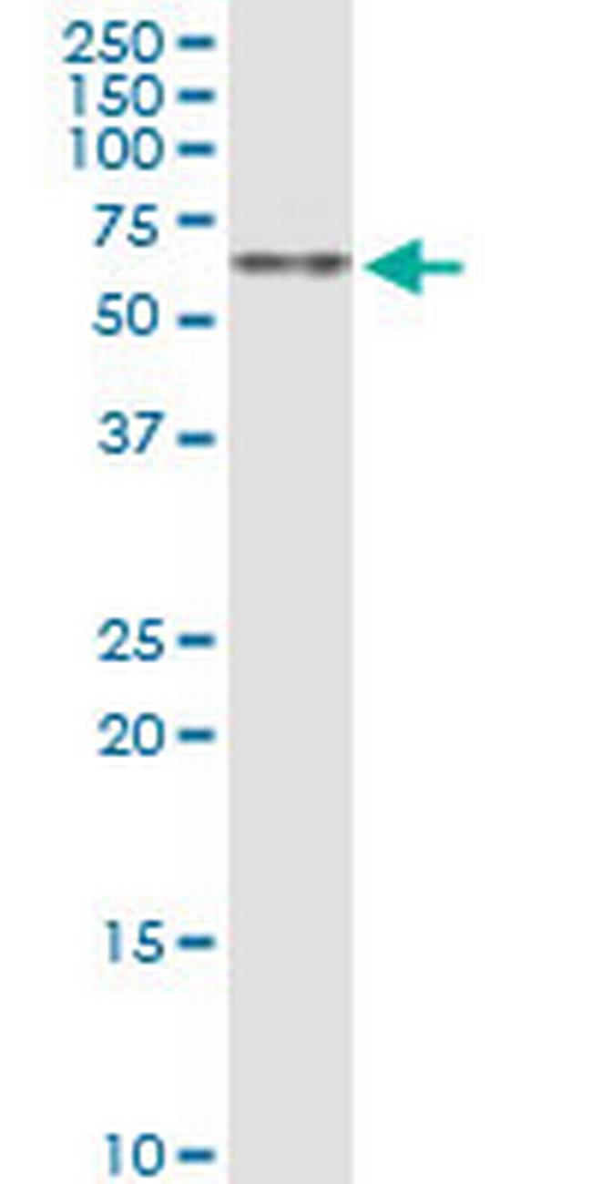 ZNF461 Antibody in Western Blot (WB)