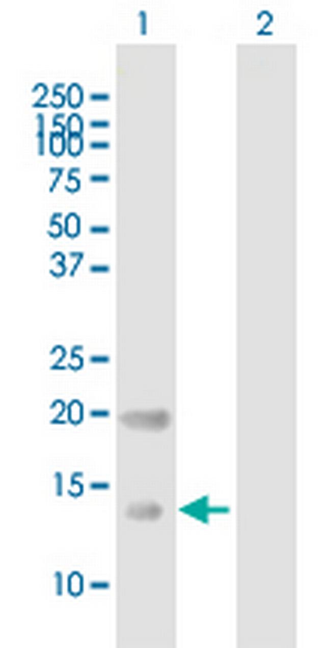 CRB3 Antibody in Western Blot (WB)