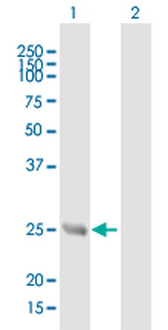 MRRF Antibody in Western Blot (WB)