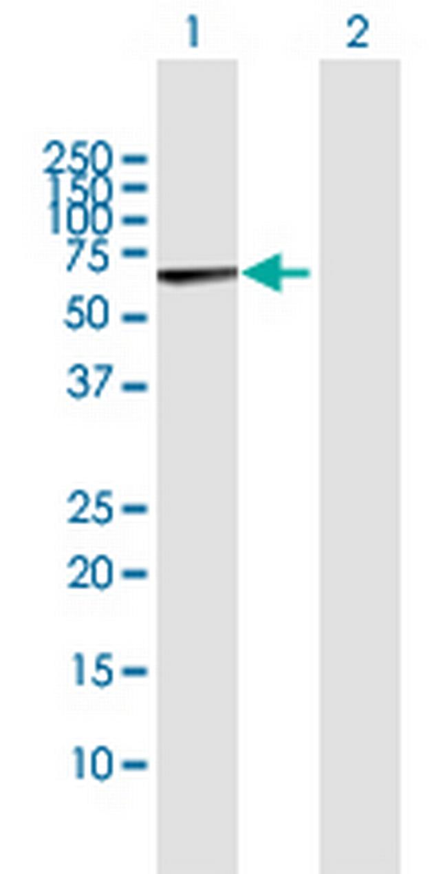 MARS2 Antibody in Western Blot (WB)