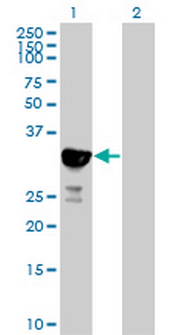 NY-SAR-48 Antibody in Western Blot (WB)