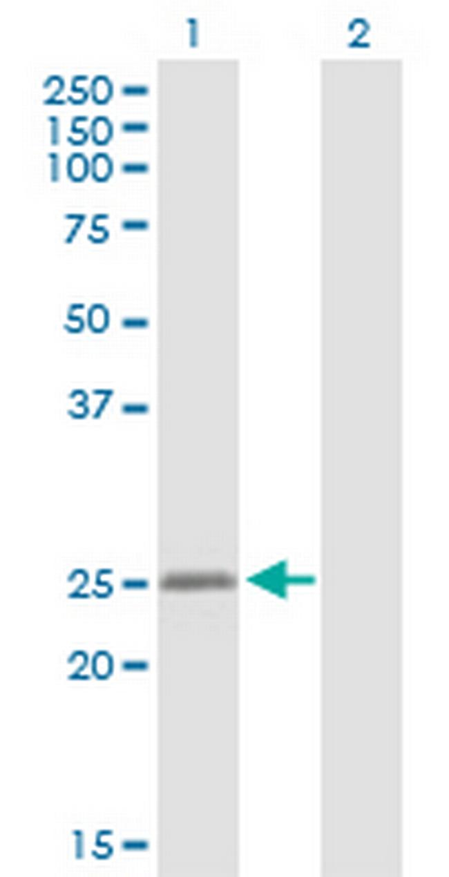 MYLC2PL Antibody in Western Blot (WB)