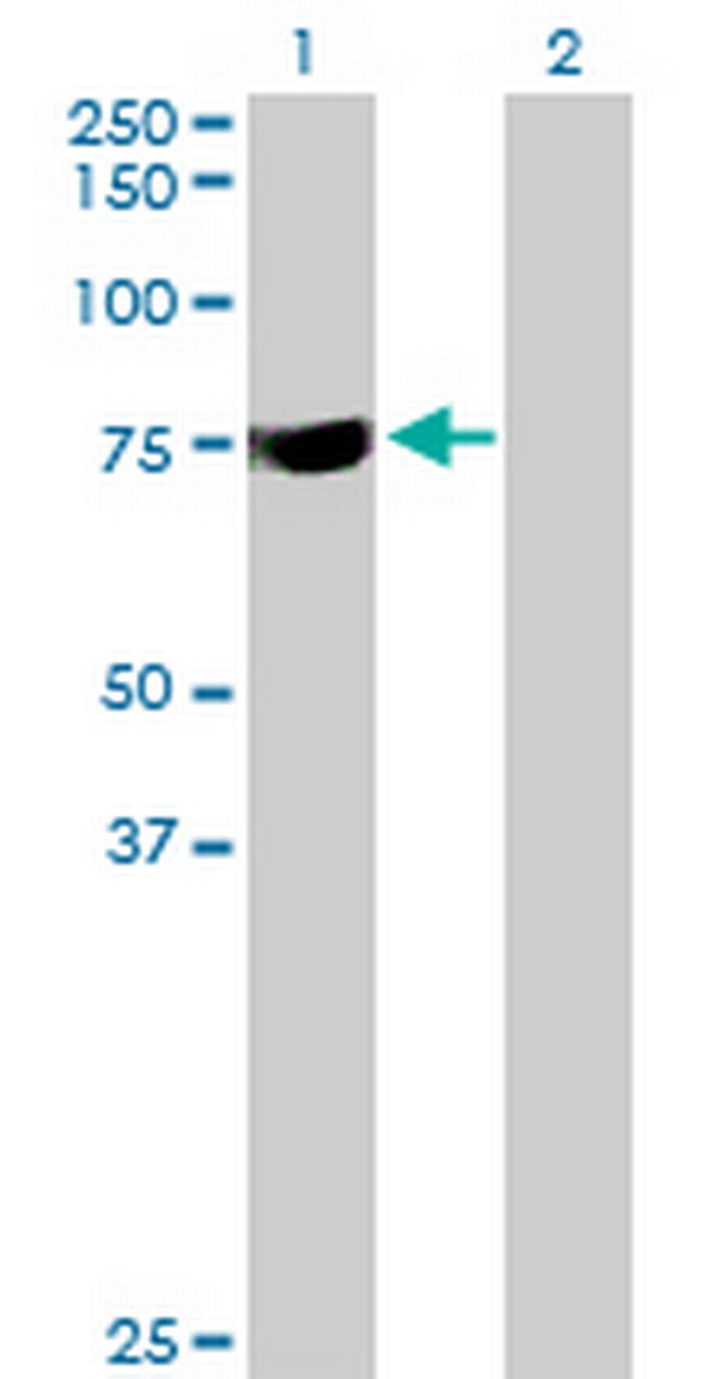 SYTL3 Antibody in Western Blot (WB)