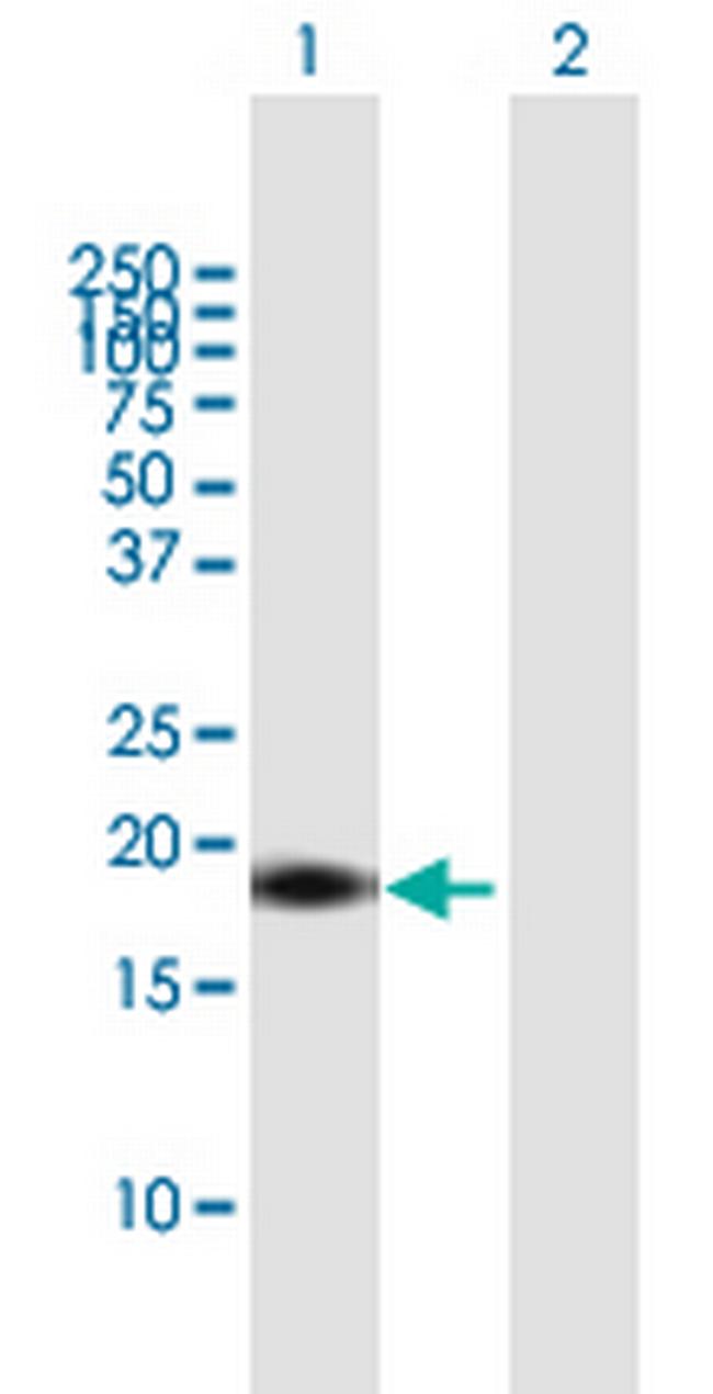IL17F Antibody in Western Blot (WB)