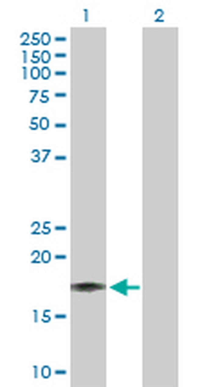 IL17F Antibody in Western Blot (WB)