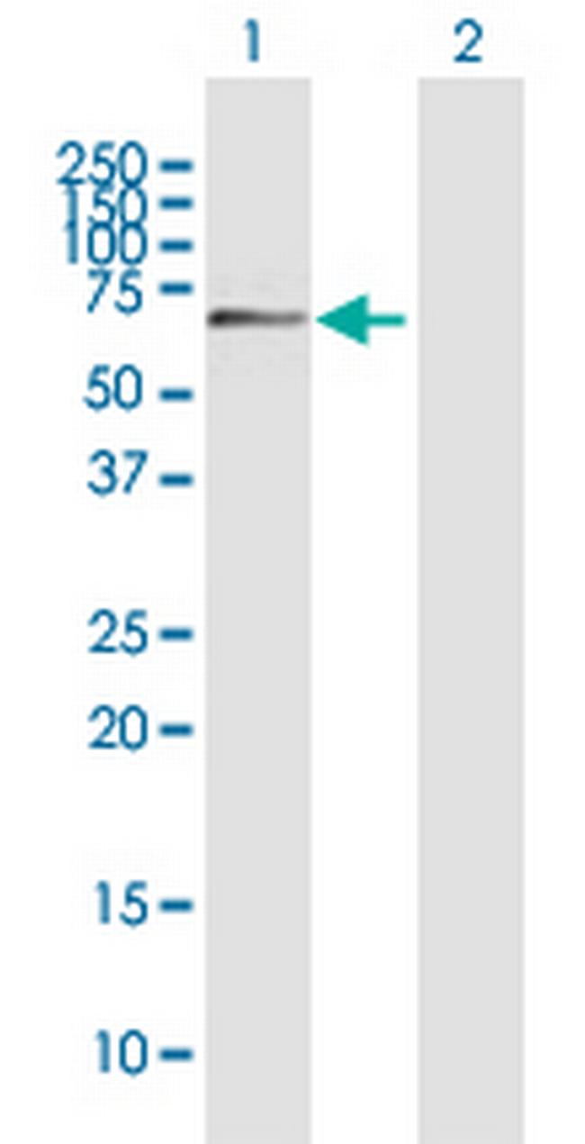 AHNAK2 Antibody in Western Blot (WB)