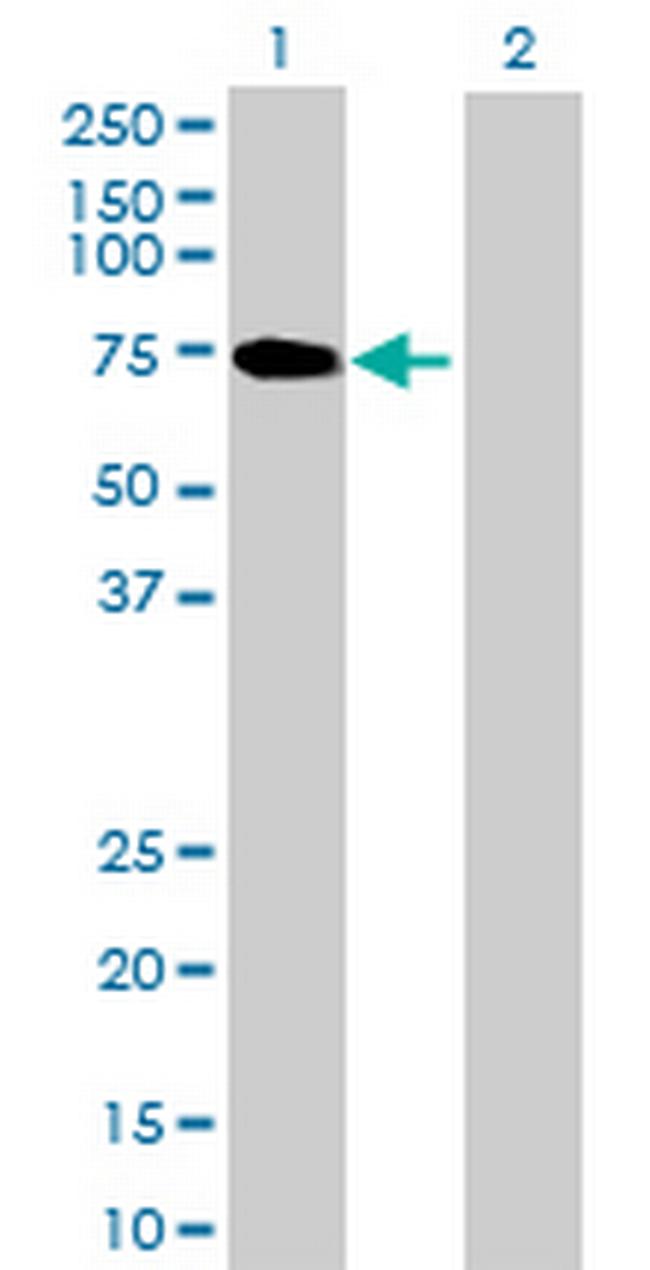 KIF12 Antibody in Western Blot (WB)