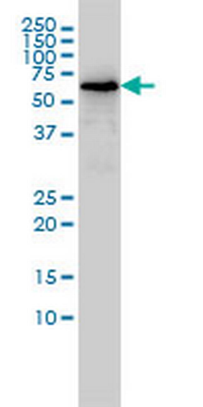 TOE1 Antibody in Western Blot (WB)