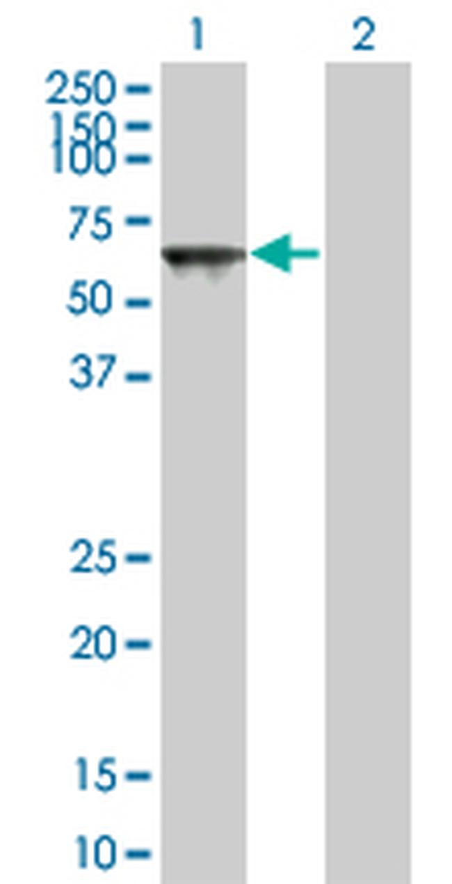 TOE1 Antibody in Western Blot (WB)