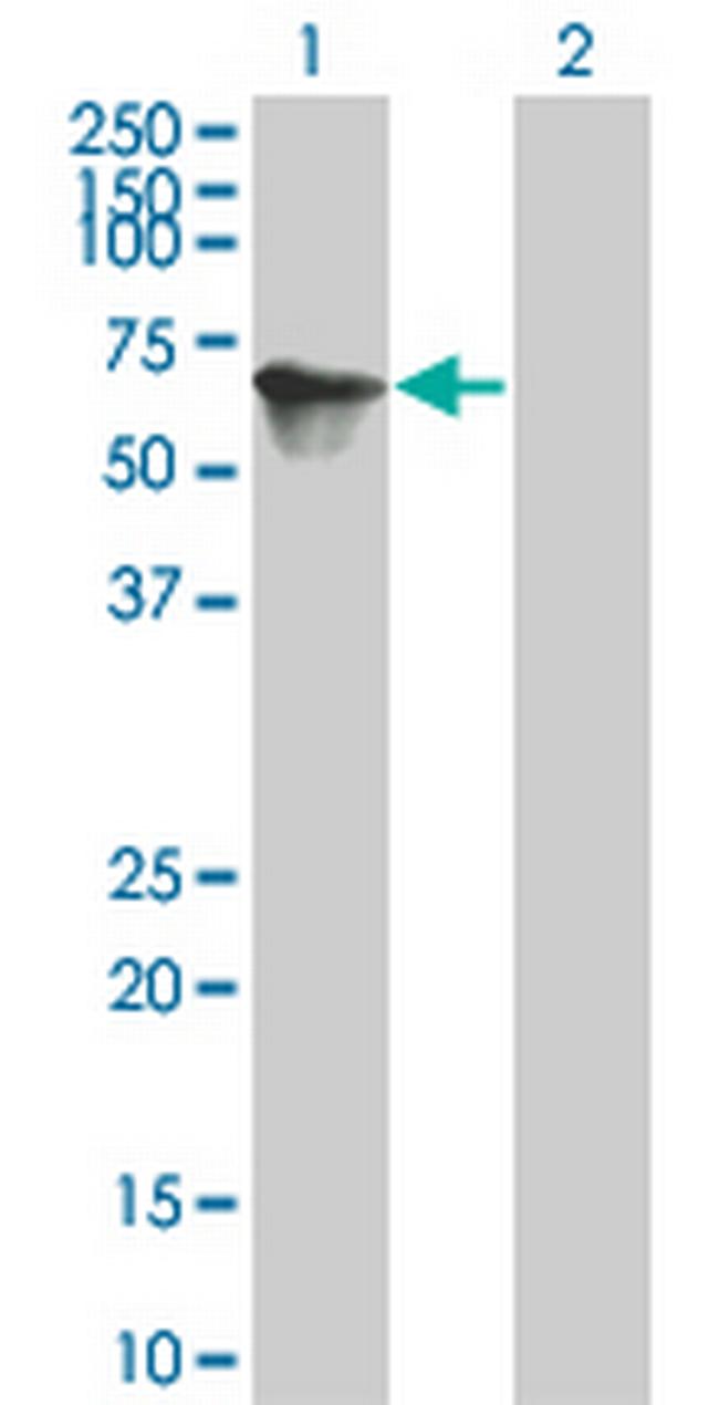 TOE1 Antibody in Western Blot (WB)