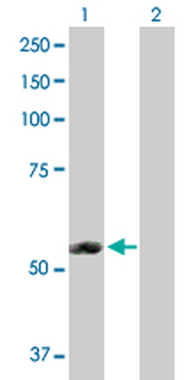 ERMAP Antibody in Western Blot (WB)