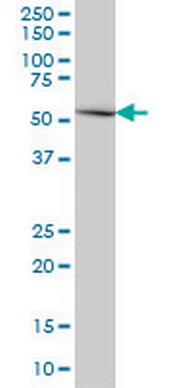 ERMAP Antibody in Western Blot (WB)