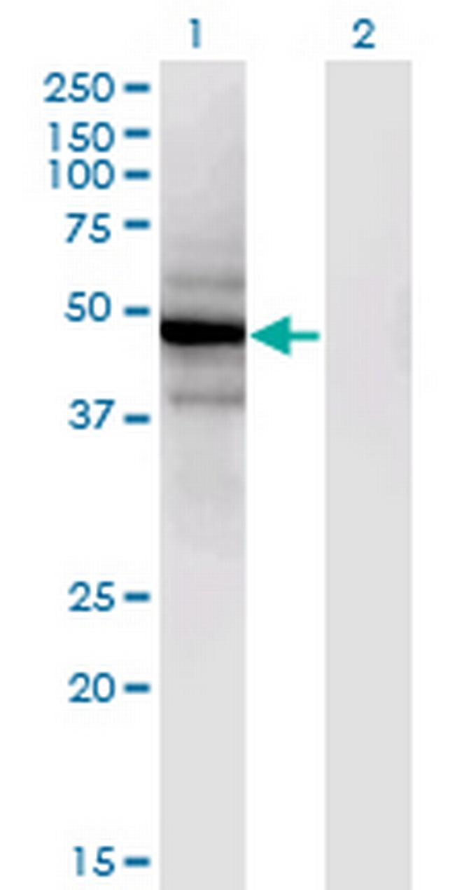 SLC25A25 Antibody in Western Blot (WB)