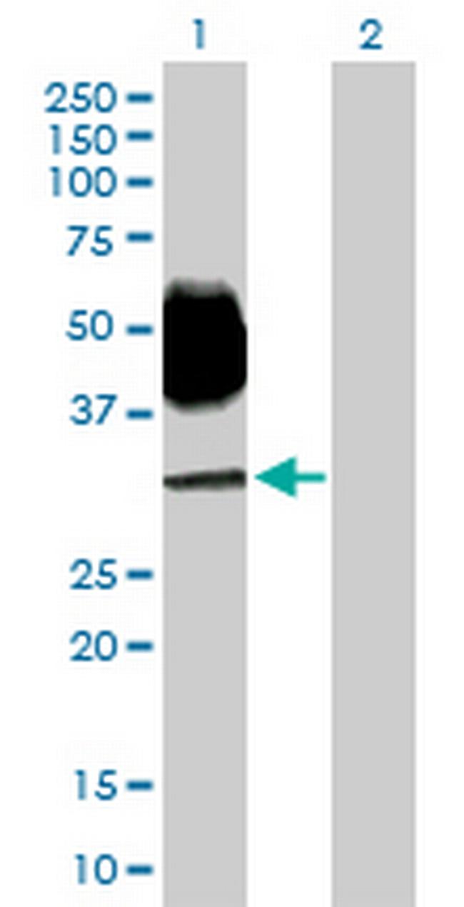SLAMF6 Antibody in Western Blot (WB)