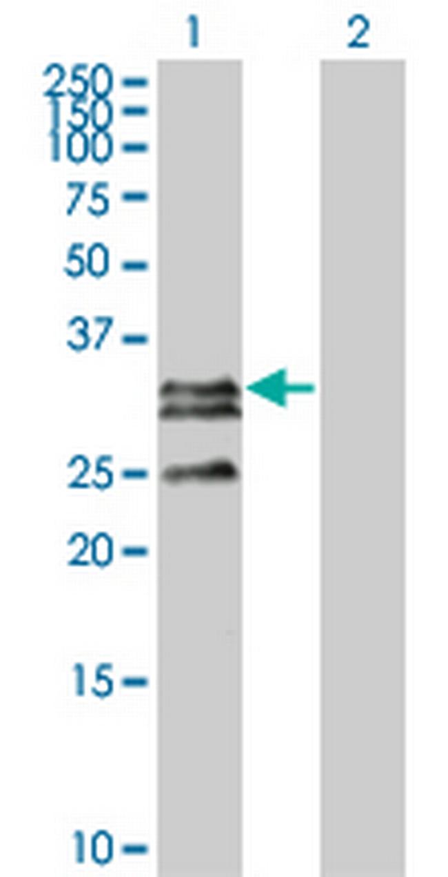 C1QTNF2 Antibody in Western Blot (WB)
