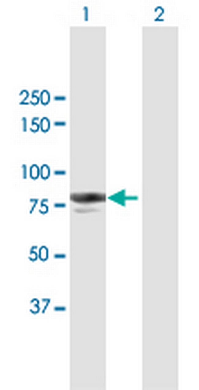 VASN Antibody in Western Blot (WB)