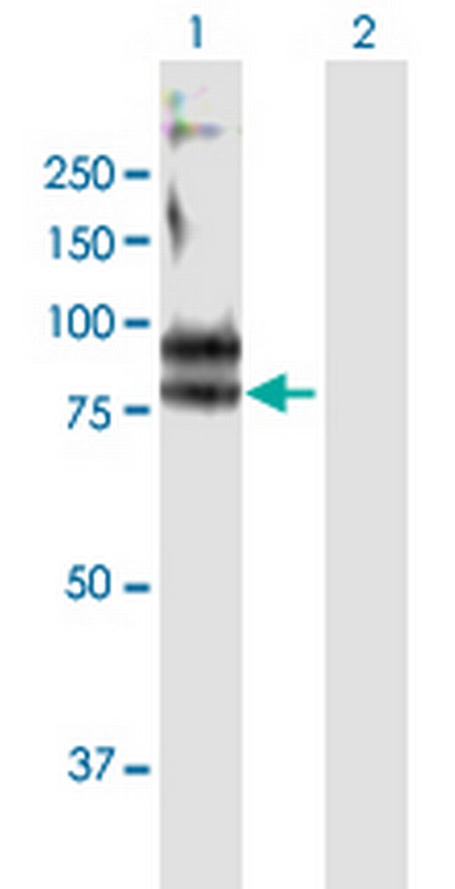 FCRL3 Antibody in Western Blot (WB)