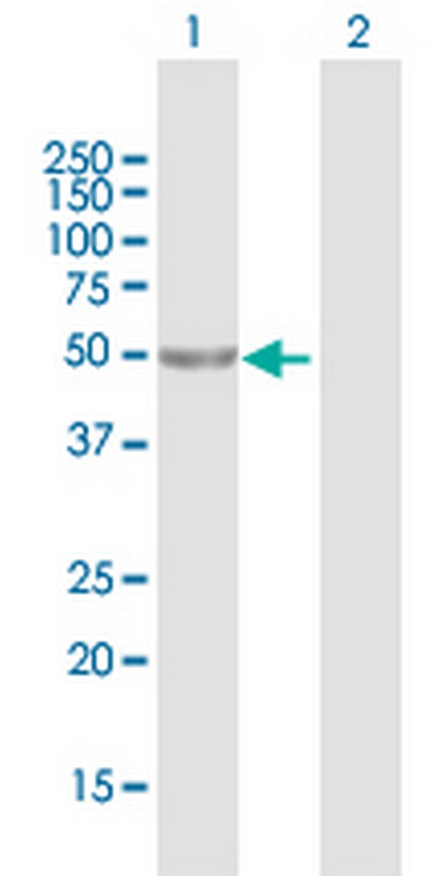 LRRC42 Antibody in Western Blot (WB)