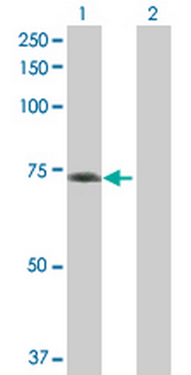 GBP5 Antibody in Western Blot (WB)