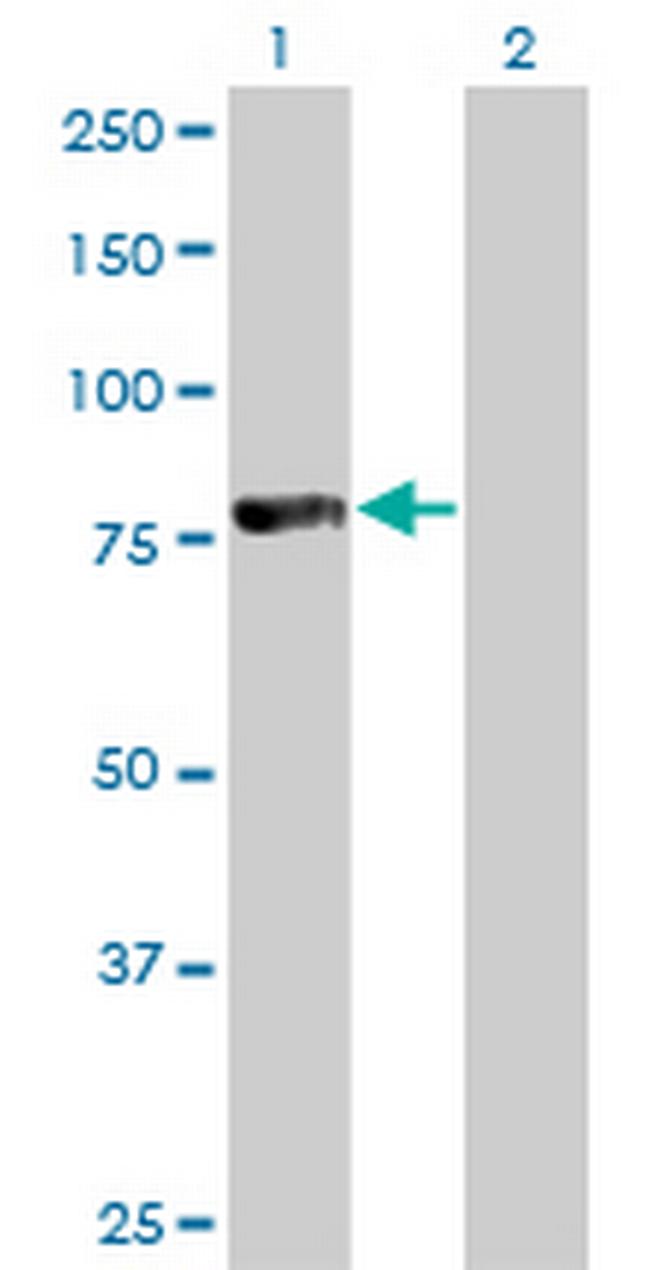 FOXP4 Antibody in Western Blot (WB)