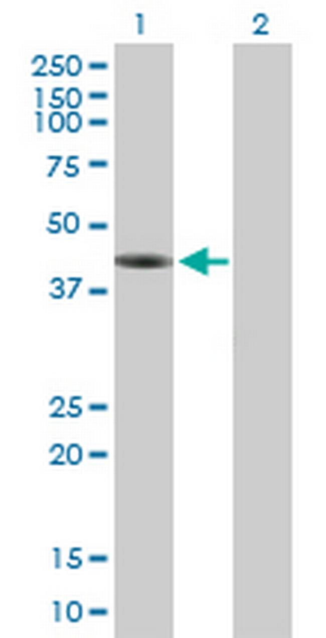 FAM122A Antibody in Western Blot (WB)