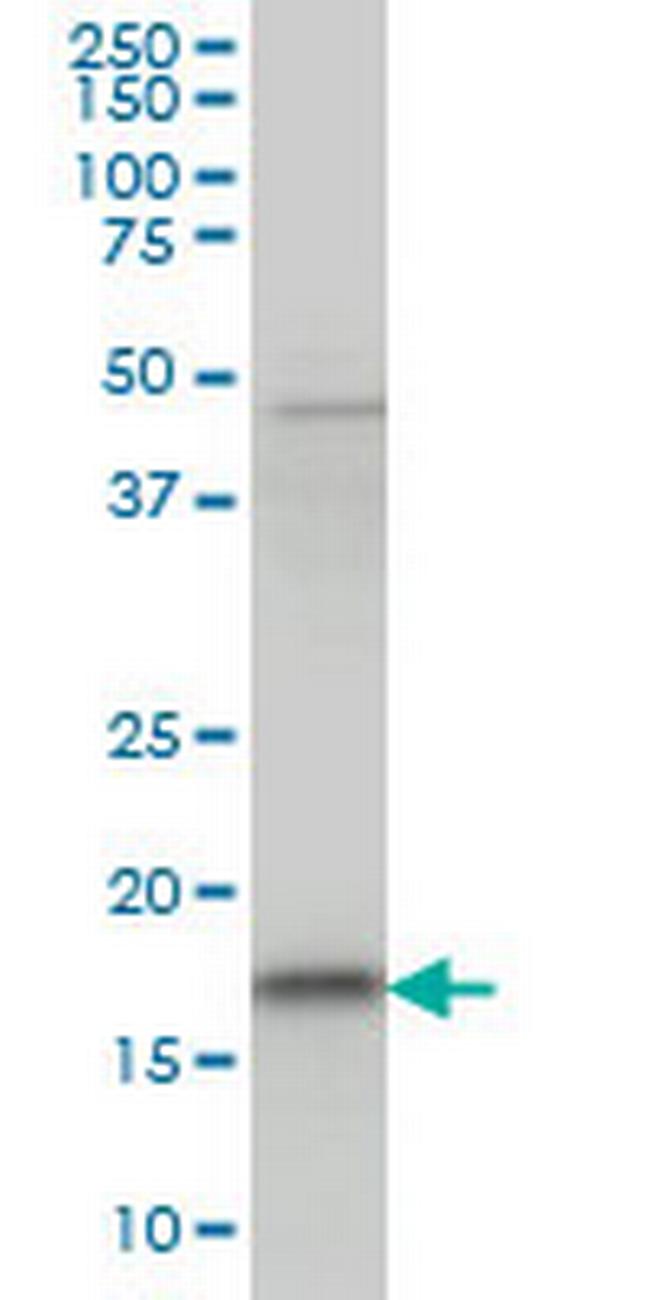 C1orf19 Antibody in Western Blot (WB)